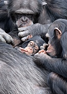 Chimpanzee (Pan troglodytes)