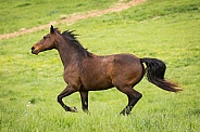 Bay Horse Running