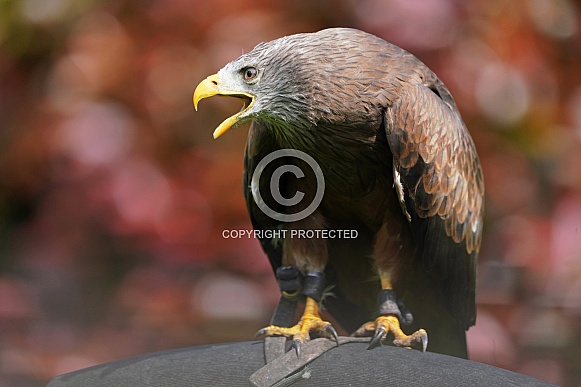 Yellow-Billed Kite