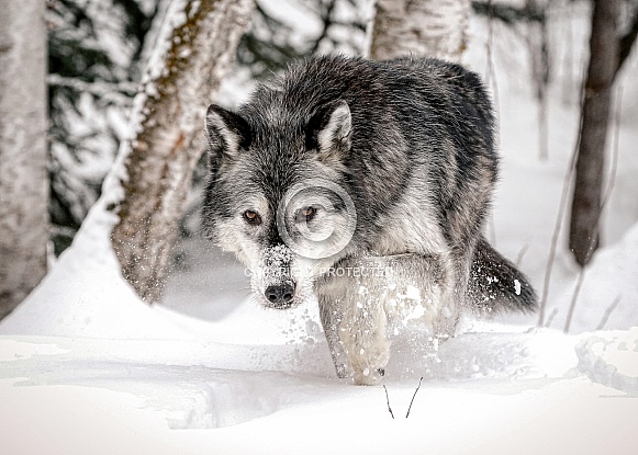 Wolf