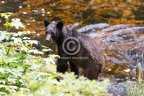 Black Bear (wild) Black Bear (wild)
