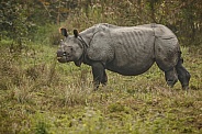 Indian rhino in the nature habitat