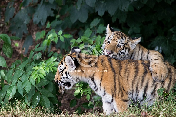 Young Amur Tigers