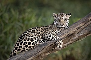 Jaguar