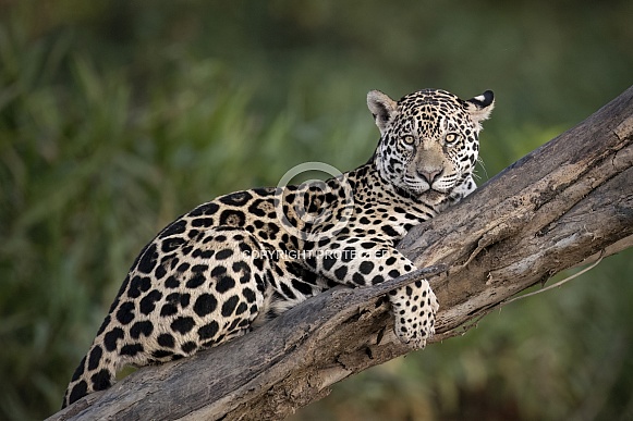 Jaguar