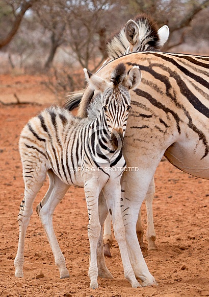 Zebra Kruger RSA Zebra Kruger RSA