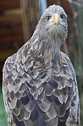 black chested buzzard eagle