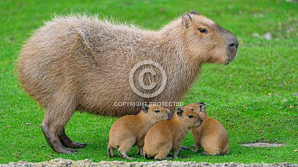 Capybara mother with babies Capybara mother with babies