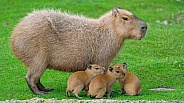 Capybara mother with babies