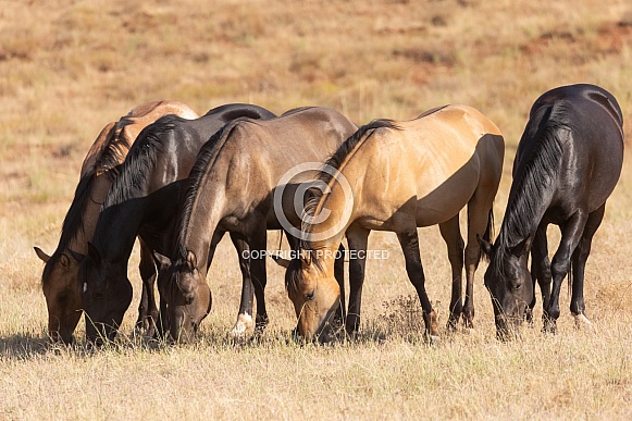 Horse, Equus caballus