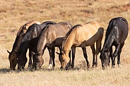 Horse, Equus caballus