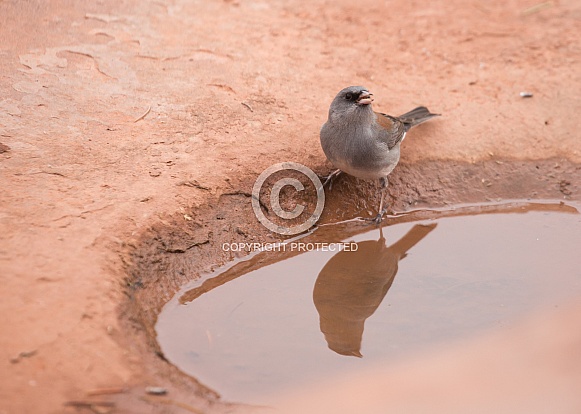 Dark Eyed Junco