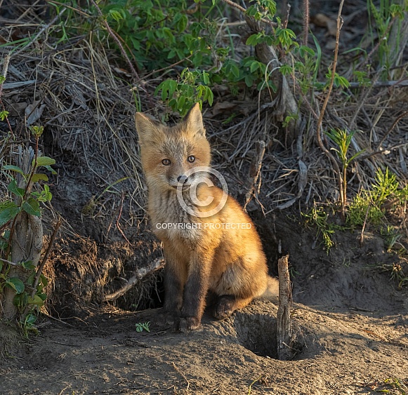 Red Fox Kit Posing for a Photo