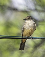 Say's Phoebe in Arizona During Springtime