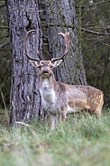 Fallow deer (Dama dama)