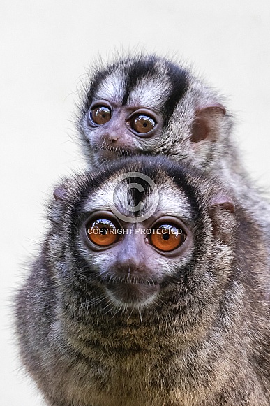 Doeroecoeli (Aotus lemurinus)