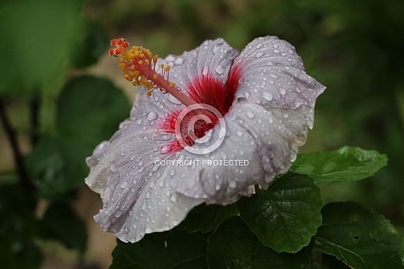 Flower and rain