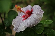 Flower and rain
