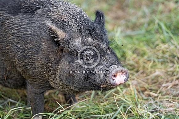 Grey Minature Piglet