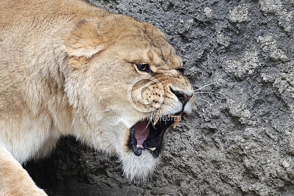 Lioness (Panthera Leo) Lioness (Panthera Leo)
