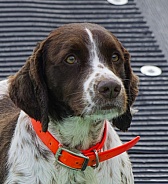 Brittany Spaniel