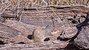 Squirrel on a Log