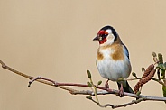 European Goldfinch, Carduelis carduelis