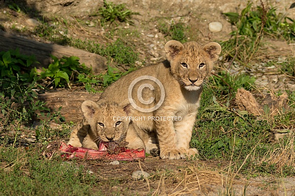 African Lion Cub African Lion Cub