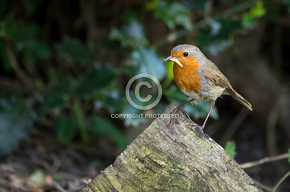 European Robin European Robin