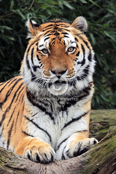 Siberian Tiger Siberian Tiger