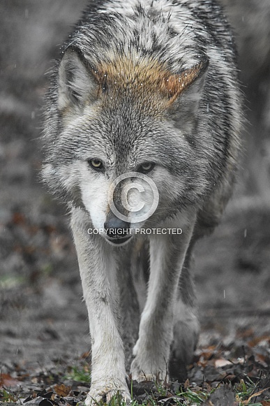 Mexican Wolf