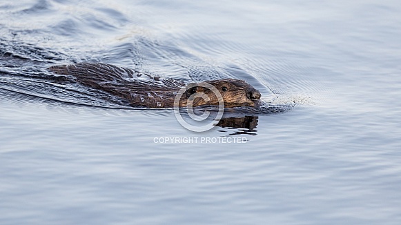 Beaver in nature Beaver in nature