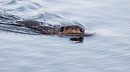 Beaver in nature