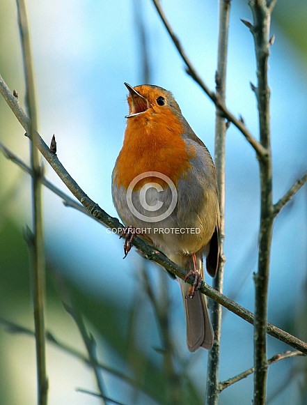 European robin European robin