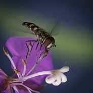 Hoverfly on Fireweed in Alaska