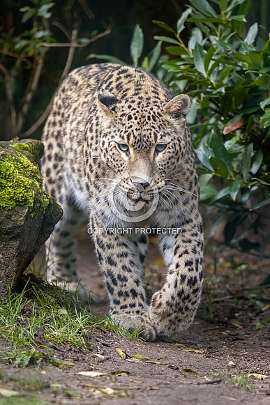 North Persian Leopard