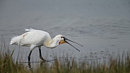 The Eurasian spoonbill