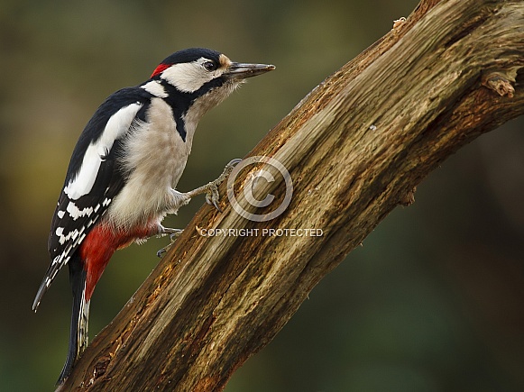 Great Spotted Woodpecker Great Spotted Woodpecker