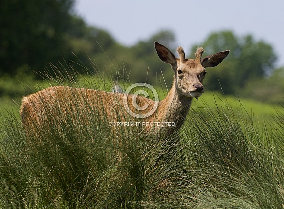 Red Deer