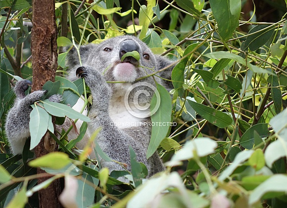 Koala Eating Gum Leaves
