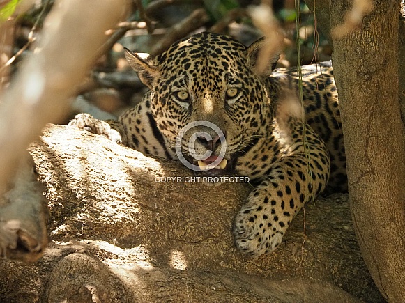 Jaguar