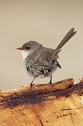 Superb fairy wren (wild)