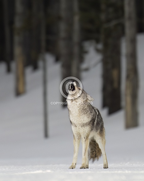 Coyote Howling