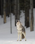 Coyote Howling