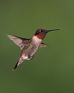 Ruby-throated Hummingbird