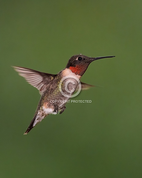 Ruby-throated Hummingbird