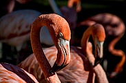 Flamingos Preening