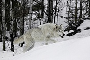 Tundra Wolf-Winter Wolf