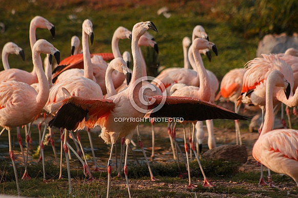 Chilean Flamingos Group