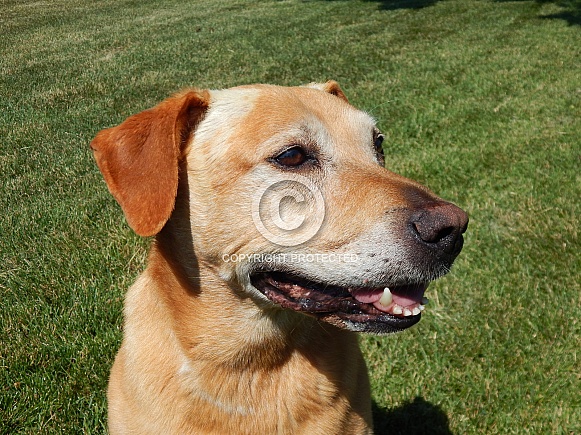 Mountain Cur Mountain Cur